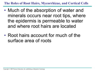 The Roles of Root Hairs, Mycorrhizae, and Cortical Cells Much of the absorption of water and minerals occurs near root tips, where the epidermis is permeable to water and where root hairs are located Root hairs account for much of the surface area of roots 
