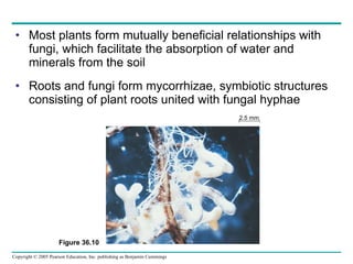 Most plants form mutually beneficial relationships with fungi, which facilitate the absorption of water and minerals from the soil Roots and fungi form mycorrhizae, symbiotic structures consisting of plant roots united with fungal hyphae Figure 36.10 2.5 mm 