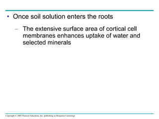 Once soil solution enters the roots The extensive surface area of cortical cell membranes enhances uptake of water and selected minerals 