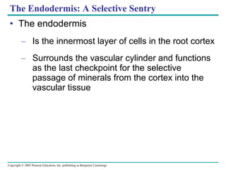 The Endodermis: A Selective Sentry The endodermis Is the innermost layer of cells in the root cortex Surrounds the vascular cylinder and functions as the last checkpoint for the selective passage of minerals from the cortex into the vascular tissue 