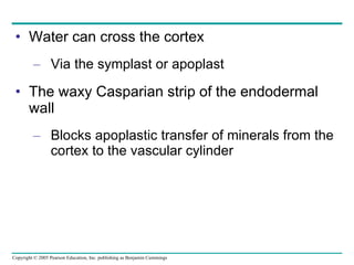 Water can cross the cortex Via the symplast or apoplast The waxy Casparian strip of the endodermal wall Blocks apoplastic transfer of minerals from the cortex to the vascular cylinder 