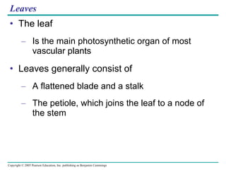 Leaves The leaf Is the main photosynthetic organ of most vascular plants Leaves generally consist of A flattened blade and a stalk The petiole, which joins the leaf to a node of the stem 
