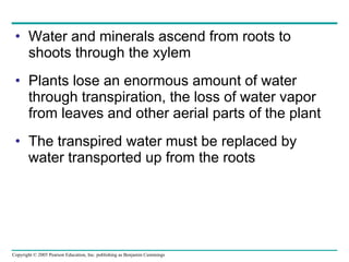 Water and minerals ascend from roots to shoots through the xylem Plants lose an enormous amount of water through transpiration, the loss of water vapor from leaves and other aerial parts of the plant The transpired water must be replaced by water transported up from the roots 