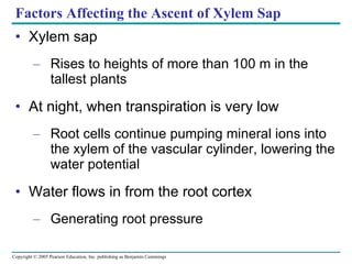 Factors Affecting the Ascent of Xylem Sap Xylem sap Rises to heights of more than 100 m in the tallest plants At night, when transpiration is very low Root cells continue pumping mineral ions into the xylem of the vascular cylinder, lowering the water potential Water flows in from the root cortex Generating root pressure 
