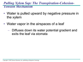 Pulling Xylem Sap: The Transpiration-Cohesion-Tension Mechanism Water is pulled upward by negative pressure in the xylem Water vapor in the airspaces of a leaf Diffuses down its water potential gradient and exits the leaf via stomata 