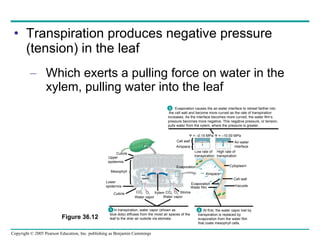 Transpiration produces negative pressure (tension) in the leaf Which exerts a pulling force on water in the xylem, pulling water into the leaf Evaporation causes the air-water interface to retreat farther into the cell wall and become more curved as the rate of transpiration  increases. As the interface becomes more curved, the water film’s  pressure becomes more negative. This negative pressure, or tension,  pulls water from the xylem, where the pressure is greater. Cuticle Upper epidermis Mesophyll Lower epidermis Cuticle Water vapor CO 2 O 2 Xylem CO 2 O 2 Water vapor Stoma Evaporation At first, the water vapor lost by transpiration is replaced by  evaporation from the water film  that coats mesophyll cells. In transpiration, water vapor (shown as  blue dots) diffuses from the moist air spaces of the leaf to the drier air outside via stomata. Airspace Cytoplasm Cell wall Vacuole Evaporation Water film Low rate of transpiration High rate of transpiration Air-water interface Cell wall Airspace    = –0.15 MPa    = –10.00 MPa 3 1 2 Figure 36.12 Air- space 