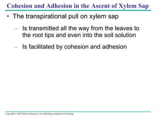 Cohesion and Adhesion in the Ascent of Xylem Sap The transpirational pull on xylem sap Is transmitted all the way from the leaves to the root tips and even into the soil solution Is facilitated by cohesion and adhesion 