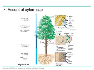 Ascent of xylem sap Xylem sap Outside air   = –100.0 MPa Leaf    (air spaces) = –7.0 MPa Leaf    (cell walls) = –1.0 MPa Trunk xylem   = – 0.8 MPa Water potential gradient Root xylem   = – 0.6 MPa Soil   = – 0.3 MPa Mesophyll cells Stoma Water molecule Atmosphere Transpiration Xylem cells Adhesion Cell wall Cohesion, by hydrogen bonding Water molecule Root hair Soil particle Water Cohesion  and adhesion in the xylem Water uptake from soil  Figure 36.13 