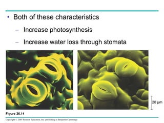 Both of these characteristics Increase photosynthesis Increase water loss through stomata 20 µm Figure 36.14 