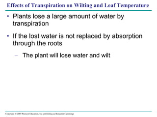 Effects of Transpiration on Wilting and Leaf Temperature Plants lose a large amount of water by transpiration If the lost water is not replaced by absorption through the roots The plant will lose water and wilt 