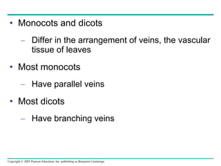 Monocots and dicots Differ in the arrangement of veins, the vascular tissue of leaves Most monocots Have parallel veins Most dicots Have branching veins 