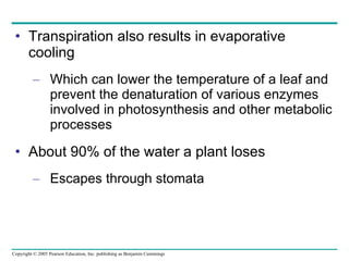 Transpiration also results in evaporative cooling Which can lower the temperature of a leaf and prevent the denaturation of various enzymes involved in photosynthesis and other metabolic processes About 90% of the water a plant loses Escapes through stomata 