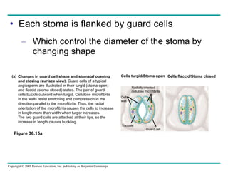 Each stoma is flanked by guard cells Which control the diameter of the stoma by changing shape Cells flaccid/Stoma closed Cells turgid/Stoma open Radially oriented  cellulose microfibrils Cell wall Vacuole Guard cell Changes in guard cell shape and stomatal opening  and closing (surface view).  Guard cells of a typical  angiosperm are illustrated in their turgid (stoma open) and flaccid (stoma closed) states. The pair of guard  cells buckle outward when turgid. Cellulose microfibrils  in the walls resist stretching and compression in the  direction parallel to the microfibrils. Thus, the radial  orientation of the microfibrils causes the cells to increase in length more than width when turgor increases.  The two guard cells are attached at their tips, so the  increase in length causes buckling. (a) Figure 36.15a 
