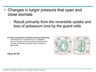 Changes in turgor pressure that open and close stomata Result primarily from the reversible uptake and loss of potassium ions by the guard cells H 2 O H 2 O H 2 O H 2 O H 2 O K + Role of potassium in stomatal opening and closing.   The transport of K +  (potassium ions, symbolized  here as red dots) across the plasma membrane and vacuolar membrane causes the turgor changes of  guard cells. (b) H 2 O H 2 O H 2 O H 2 O H 2 O Figure 36.15b 