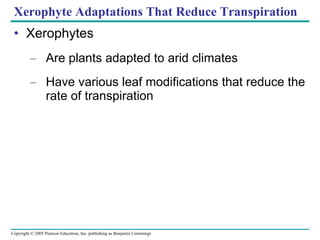 Xerophyte Adaptations That Reduce Transpiration Xerophytes Are plants adapted to arid climates Have various leaf modifications that reduce the rate of transpiration 
