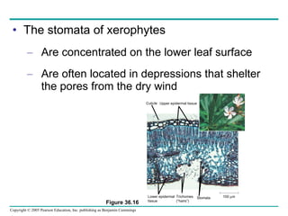 The stomata of xerophytes Are concentrated on the lower leaf surface Are often located in depressions that shelter the pores from the dry wind Lower epidermal tissue Trichomes (“hairs”) Cuticle Upper epidermal tissue Stomata 100   m Figure 36.16 