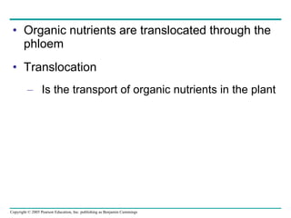 Organic nutrients are translocated through the phloem Translocation Is the transport of organic nutrients in the plant 