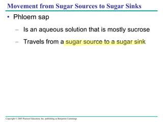 Movement from Sugar Sources to Sugar Sinks  Phloem sap Is an aqueous solution that is mostly sucrose Travels from a sugar source to a sugar sink 