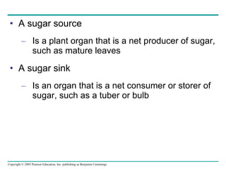 A sugar source Is a plant organ that is a net producer of sugar, such as mature leaves A sugar sink Is an organ that is a net consumer or storer of sugar, such as a tuber or bulb 