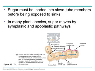 Sugar must be loaded into sieve-tube members before being exposed to sinks In many plant species, sugar moves by symplastic and apoplastic pathways Figure 36.17a Mesophyll cell Cell walls (apoplast) Plasma membrane Plasmodesmata Companion (transfer) cell Sieve-tube member Mesophyll cell Phloem  parenchyma cell Bundle- sheath cell Sucrose manufactured in mesophyll cells can  travel via the symplast (blue arrows) to  sieve-tube members. In some species, sucrose  exits the symplast (red arrow) near sieve  tubes and is actively accumulated from the  apoplast by sieve-tube members and their  companion cells. (a) 