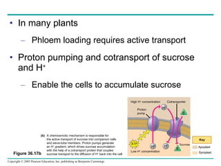 In many plants Phloem loading requires active transport Proton pumping and cotransport of sucrose and H + Enable the cells to accumulate sucrose A chemiosmotic mechanism is responsible for the active transport of sucrose into companion cells  and sieve-tube members. Proton pumps generate  an H +  gradient, which drives sucrose accumulation  with the help of a cotransport protein that couples  sucrose transport to the diffusion of H +  back into the cell. (b) High H +  concentration Cotransporter Proton pump ATP Key Sucrose Apoplast Symplast H + H + Low H +  concentration H + S S Figure 36.17b 