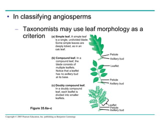 In classifying angiosperms Taxonomists may use leaf morphology as a criterion Figure 35.6a–c Petiole (a) Simple leaf.  A simple leaf is a single, undivided blade. Some simple leaves are  deeply lobed, as in an oak leaf. (b) Compound leaf.  In a compound leaf, the blade consists of  multiple leaflets. Notice that a leaflet has no axillary bud at its base. (c) Doubly compound leaf.   In a doubly compound  leaf, each leaflet is  divided into smaller  leaflets. Axillary bud Leaflet Petiole Axillary bud Axillary bud Leaflet Petiole 