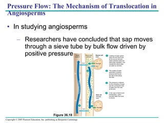 Pressure Flow: The Mechanism of Translocation in Angiosperms In studying angiosperms Researchers have concluded that sap moves through a sieve tube by bulk flow driven by positive pressure Vessel (xylem) H 2 O H 2 O Sieve tube (phloem) Source cell (leaf) Sucrose H 2 O Sink cell (storage root) 1 Sucrose Loading of sugar (green  dots) into the sieve tube  at the source reduces  water potential inside the  sieve-tube members. This  causes the tube to take  up water by osmosis.  2 4 3 1 2 This uptake of water  generates a positive  pressure that forces  the sap to flow along  the tube. The pressure is relieved  by the unloading of sugar  and the consequent loss  of water from the tube at the sink. 3 4 In the case of leaf-to-root translocation, xylem  recycles water from sink to source. Transpiration stream Pressure flow Figure 36.18 