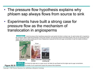 The pressure flow hypothesis explains why phloem sap always flows from source to sink Experiments have built a strong case for pressure flow as the mechanism of translocation in angiosperms Aphid feeding Stylet in sieve-tube member Severed stylet exuding sap Sieve- Tube member EXPERIMENT RESULTS CONCLUSION Sap droplet Stylet Sap droplet 25 m Sieve- tube member To test the pressure flow hypothesis,researchers used aphids that feed on phloem sap. An aphid probes with a hypodermic- like mouthpart called a stylet that penetrates a sieve-tube member. As sieve-tube pressure force-feeds aphids, they can be severed from their  stylets, which serve as taps exuding sap for hours. Researchers measured the flow and sugar concentration of sap from stylets at different  points between a source and sink. The closer the stylet was to a sugar source, the faster the sap flowed and the higher was its sugar concentration. The results of such experiments support the pressure flow hypothesis. Figure 36.19 