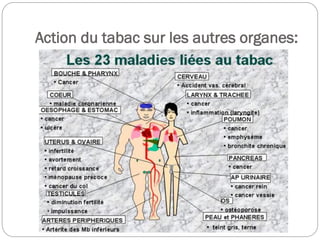 Action du tabac sur les autres organes:
 
