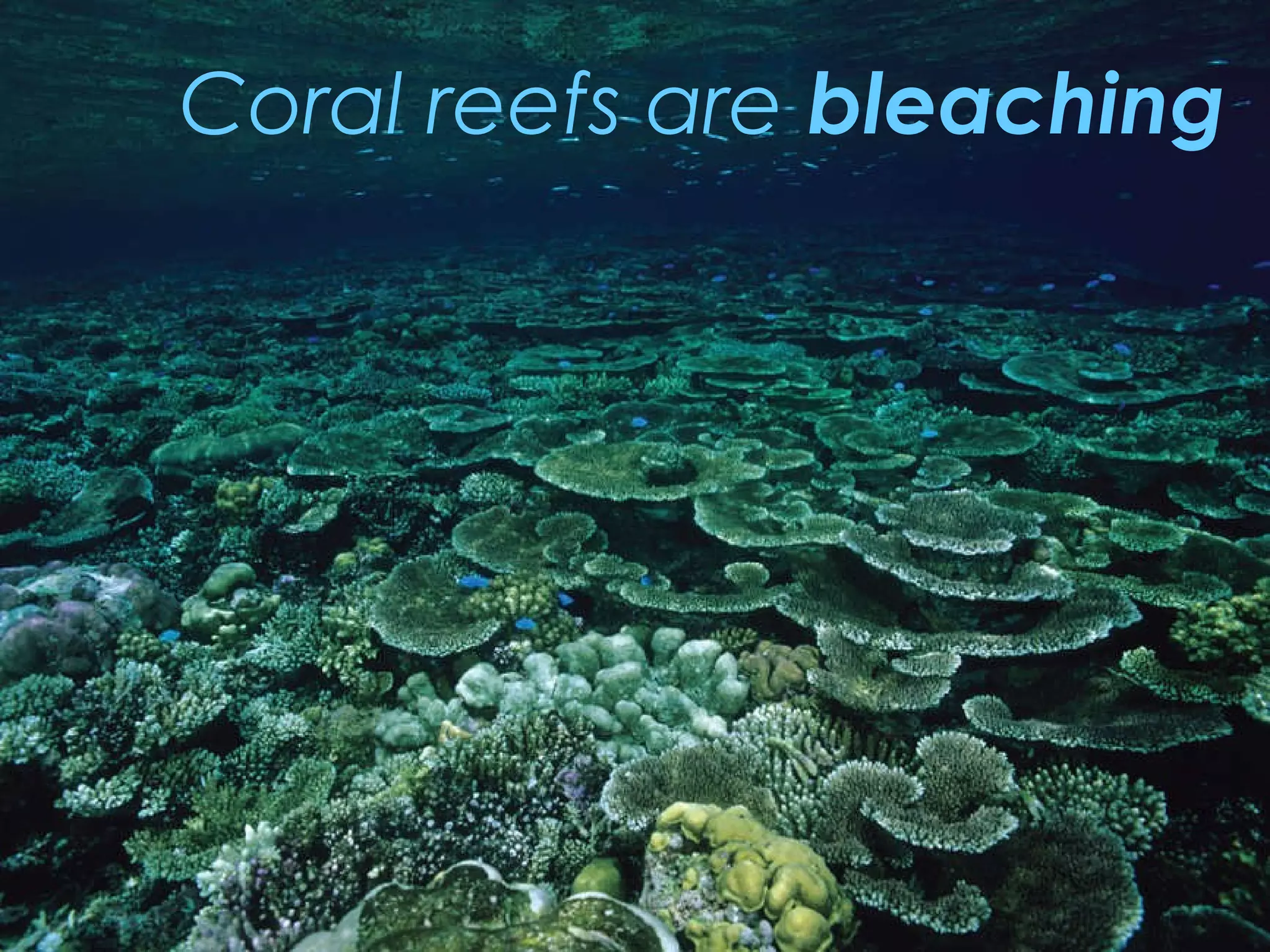 Coral reefs are  bleaching 