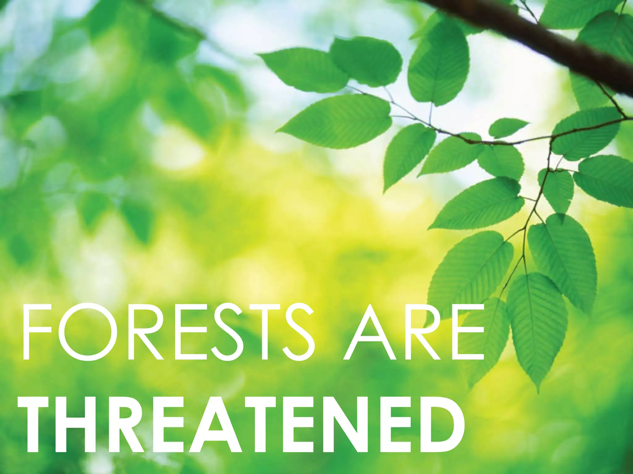 FORESTS ARE  THREATENED  