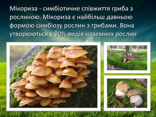 Ендомікориза | PPT