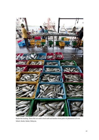 10
Kudat fish landing. These fish are sold to feed staff and families from palm oil plantations all over
Sabah. Kudat, Sabah, Malaysia.
 
