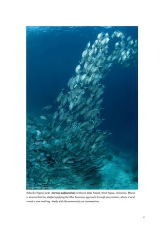 2
School of bigeye jacks (Carnax sexfasciatus) in Misool, Raja Ampat, West Papua, Indonesia. Misool
is an area that has started applying the Blue Economy approach through eco-tourism, where a local
resort is now working closely with the community on conservation.
 
