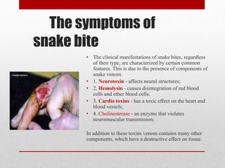 The symptoms of
snake bite
• The clinical manifestations of snake bites, regardless
of their type, are characterized by certain common
features. This is due to the presence of components of
snake venom.
• 1. Neurotoxin - affects neural structures;
• 2. Hemolysin - causes disintegration of red blood
cells and other blood cells;
• 3. Cardio toxins - has a toxic effect on the heart and
blood vessels;
• 4. Cholinesterase - an enzyme that violates
neuromuscular transmission;
In addition to these toxins venom contains many other
components, which have a destructive effect on tissue.
 