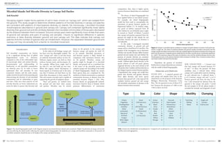 SALTMAN QUARTERLY • VOL 11 sqonline.ucsd.edu sq.ucsd.edu VOL 11 • SALTMAN QUARTERLY37 38
RESEARCH RESEARCH
Introduction
Soil microbial communities are known
to be a significant driving force of global
biogeochemical cycles [1]. However,
compared to that of the well-studied topic
of macroscopic plant and animal diversity,
documentation and understanding of
biodiversity in soil microbial communities
are relatively poor [2]. In order to better
understand how soil microbes fit into
ecosystems, biomes, and the earth system,
studies must be focused on documenting and
characterizing the diversity of soil microbial
communities and its relationship to space
and time. Only once these patterns of soil
microbe diversity are better understood can
action be taken to protect that diversity and
its benefits to humanity.
In the realm of soil biology, canopy soil
has been even less thoroughly studied. The
term “canopy soil” refers to soil that forms
on relatively horizontal surfaces of trees [3].
Airborne organic matter can land on these
surfaces, become stuck, and decompose [3].
For example, falling leaves might land in
the fork of a tree and build up over time.
When this organic matter decomposes, it
forms topsoil, or A horizon soil, in the same
way that O horizon soil (leaf litter) on the
forest floor decomposes to form topsoil [4].
This soil contains microbes and is capable of
supporting the growth of epiphytic plants.
These soil patches are isolated from
the ground soil and from other canopy
soil patches. Microbes may be moved
about on the ground, to the canopy, and
between canopy soil patches by wind [5]
or by animals. Microbial movement to
and between patches is likely limited in
comparison with movement between sites
on the ground. Therefore, canopy soil
patches might be thought of as microbial
islands, and ground soil as a mainland that
is the source of the microbial species that
colonize canopy soil. According to the model
of island biogeography, islands can sustain
fewer species than can a mainland [6]. The
similarity of island communities to mainland
communities decreases as distance from the
mainland increases (Figure 1 left). Also,
because islands are geographically isolated,
movement between them is limited, which
promotes differentiation of community
Microbial Islands: Soil Microbe Diversity in Canopy Soil Patches
Decaying organic matter forms patches of soil in trees, known as “canopy soil”, which are isolated from
the ground. This study sought to determine whether patterns of microbe diversity in canopy soil patches
are consistent with patterns of macrospecies diversity on islands. Via microscopy, I recorded microbial
morphospecies abundance in ground and canopy soil. Canopy soil contained significantly lower alpha
diversity than ground soil and the similarity between the microbial communities of those pairs decreased
as the distance between them increased. Ground-canopy pairs were significantly more similar than pairs
of ground soil samples and pairs of canopy soil samples. I found no significant difference in species
evenness or beta diversity between ground soil and canopy soil. The data indicate that canopy soil
patches limit the number of species that can inhabit them. However, the separation between ground and
canopy soil may not actually form a barrier to microbial movement.
Josh Kenchel
Figure 1 The island biogeography model. (Left) Diagram of species movement between islands and a mainland. (Right) Visualization of canopy soil microbe
diversity following the island model. Following the model of island biogeography, the similarity of a canopy soil microbial community to the ground soil
microbial community should decrease as the height of the canopy soil patch increases.
composition; thus, there is higher species
turnover between islands than on a mainland
[6].
The theory of island biogeography has
been applied before to non-island systems.
For example, the island biogeography
model has been used to conceptualize the
movement of species between patches of
fragmented habitat [7]. In modern usage,
any patch of habitat separated from all
other habitat by non-habitable space might
be termed an “island” of habitat. I posited
that canopy soil patches separated from the
ground soil might be like islands for soil
microbes, because the space in between is
not habitable.
In this study, I investigated microbial
community diversity in ground soil and
canopy soil in a cloud forest in Costa Rica. The
purpose of the investigation was to determine
whether soil microbe diversity differs between
ground soil and canopy soil, and whether the
patterns of microbe diversity are consistent
withtheapplicationoftheislandbiogeography
model. I defined alpha (local) diversity as the
species richness of each soil patch, gamma
(regional) diversity as the total richness of all
soil patches that I studied, and beta diversity as
the change in species content between patches.
I hypothesized that canopy soil would have
greater beta diversity and gamma diversity,
lower alpha diversity, and lower species
evenness than ground soil. I also expected the
similarity between ground soil and canopy
soil microbial communities to decrease as the
distance between them increased.
Hypothesis: the patterns of microbial
biodiversityincanopysoilpatchesareconsistent
with the model of island biogeography.
Materials and Methods
STUDY SITE — I acquired ground soil
and canopy soil samples from trees in the
cloud forest on the property of the Estación
Biológica Monteverde, Puntarenas, Costa
Rica. The site spanned an area of about 0.25
km2
between the elevations of 1480 m and
1540 m above sea level.
SOIL COLLECTION — I located trees
that had canopy soil located between 0.5
m and 7 m above the ground. Of those
candidate trees, I selected those whose
canopy soil I could safely reach by climbing.
At each selected tree, I collected about 1
g of A horizon canopy soil and 1 g of A
horizon ground soil from the base of the
tree. I also measured the distance from the
ground to the canopy soil patch. I stored
the soil samples in 50 mL plastic bottles. I
recorded the latitude and longitude of each
Figure 2 Change in microbial species similarity as canopy soil patch distance increases. Each point rep-
resents a single site. The index of similarity between the ground sample microbial community and the
canopy sample microbial community for that site is plotted against the distance between the canopy soil
patch and the ground. A negative power model best fits the data, and the trend is statistically significant
(p < 0.001). The maximum value of the index of similarity is one, and the similarity between any two sites
should approach zero as the distance between them increases to infinity. Thus, it stands to reason that a
non-linear model is the best fit for the data.
Table 1 System for identification of morphospecies. I assigned each morphospecies a six-letter code describing (in order) its classification, size, color, shape,
motility, and social aggregation.
 