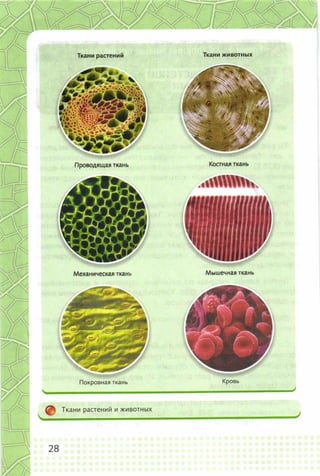 352  биология. 6кл. жив. орг. сивоглазов-2015 -144с