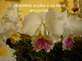 as minhas acções e os meus
projectos.
 