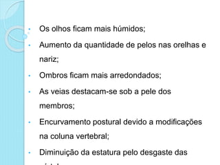 • Os olhos ficam mais húmidos;
• Aumento da quantidade de pelos nas orelhas e
nariz;
• Ombros ficam mais arredondados;
• As veias destacam-se sob a pele dos
membros;
• Encurvamento postural devido a modificações
na coluna vertebral;
• Diminuição da estatura pelo desgaste das
 