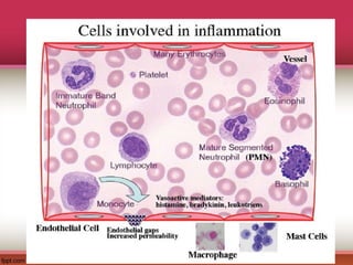 Comprehensive Overview of Inflammation and Pain Pathophysiology | PPT