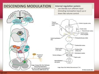Comprehensive Overview of Inflammation and Pain Pathophysiology | PPT