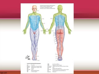 Comprehensive Overview of Inflammation and Pain Pathophysiology | PPT