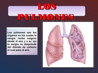 LOSLOS
PULMONESPULMONES
LOSLOS
PULMONESPULMONES
Los pulmones son los
órganos en los cuales la
sangre recibe oxígeno
desde el aire y a su vez
la sangre se desprende
del dióxido de carbono
el cual pasa al aire.
 