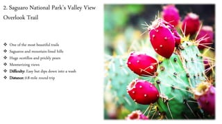 2. Saguaro National Park’s Valley View
Overlook Trail
❖ One of the most beautiful trails
❖ Saguaros and mountain-lined hills
❖ Huge ocotillos and prickly pears
❖ Mesmerizing views
❖ Difficulty: Easy but dips down into a wash
❖ Distance: 0.8-mile round-trip
 