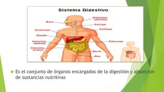  Es el conjunto de órganos encargados de la digestión y absorción
de sustancias nutritivas
 