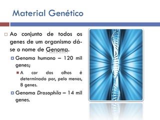 Material Genético
 Ao conjunto de todos os
genes de um organismo dá-
se o nome de Genoma.
 Genoma humano – 120 mil
genes;
 A cor dos olhos é
determinado por, pelo menos,
8 genes.
 Genoma Drosophila – 14 mil
genes.
 