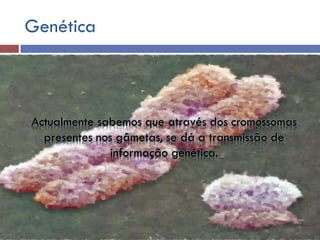 Genética
Actualmente sabemos que através dos cromossomas
presentes nos gâmetas, se dá a transmissão de
informação genética.
 