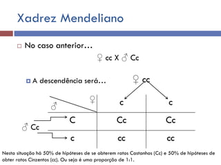 Xadrez Mendeliano
 No caso anterior…
♀ cc X ♂ Cc
 A descendência será…
c c
C Cc Cc
c cc cc
♀
♂
♀ cc
♂ Cc
Nesta situação há 50% de hipóteses de se obterem ratos Castanhos (Cc) e 50% de hipóteses de
obter ratos Cinzentos (cc). Ou seja é uma proporção de 1:1.
 