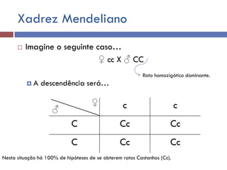 Xadrez Mendeliano
 Imagine o seguinte caso…
♀ cc X ♂ CC
 A descendência será…
c c
C Cc Cc
C Cc Cc
♀
♂
Nesta situação há 100% de hipóteses de se obterem ratos Castanhos (Cc).
Rato homozigótico dominante.
 