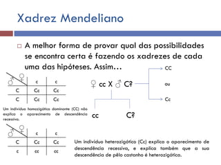 Xadrez Mendeliano
 A melhor forma de provar qual das possibilidades
se encontra certa é fazendo os xadrezes de cada
uma das hipóteses. Assim…
♀ cc X ♂ C?
cc C?
CC
ou
Cc
c c
C Cc Cc
C Cc Cc
♀
♂
Um indivíduo homozigótico dominante (CC) não
explica o aparecimento de descendência
recessiva.
c c
C Cc Cc
c cc cc
♀
♂
Um indivíduo heterozigótico (Cc) explica o aparecimento de
descendência recessiva, e explica também que a sua
descendência de pêlo castanho é heterozigótica.
 
